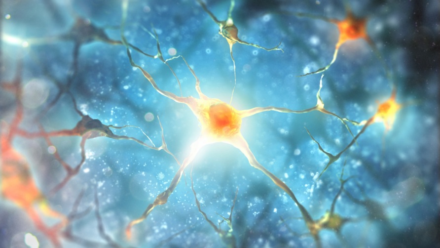 Neuroscience Methods